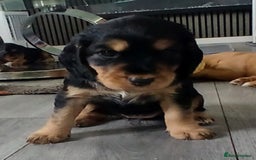 Cocker Spaniel dogs for sale: 3Beautiful show type cocker spaniels 💕♥️ 💙💕 - Image 16