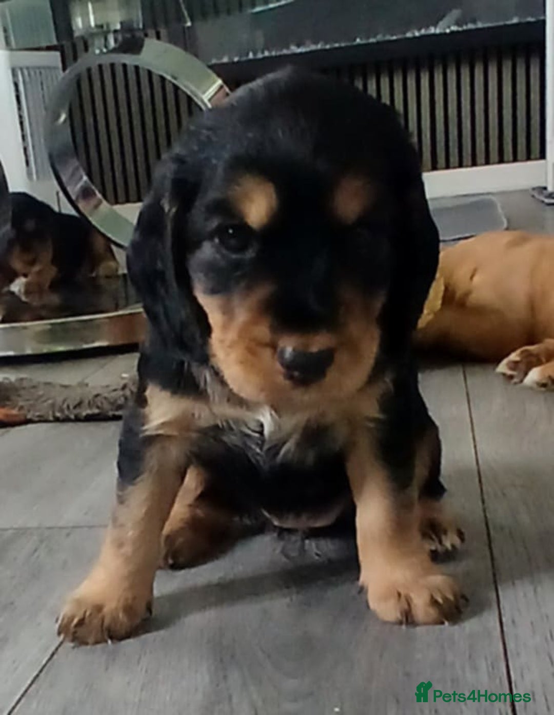 Cocker Spaniel dogs for sale: 3Beautiful show type cocker spaniels 💕♥️ 💙💕 - Image 16
