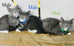 British Shorthair cats for sale: British shorthair x ragdoll mix  - Image 1