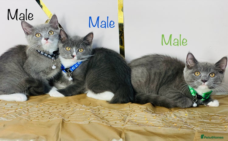 British Shorthair cats - Advert 13