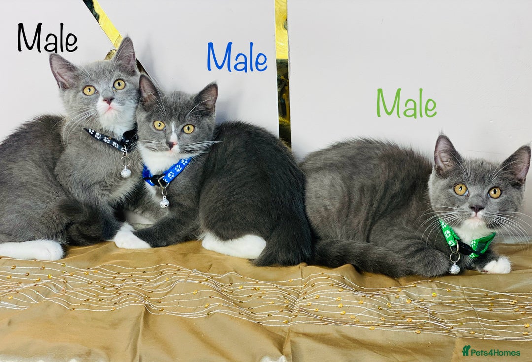 British Shorthair cats for sale: British shorthair x ragdoll mix  - Image 1