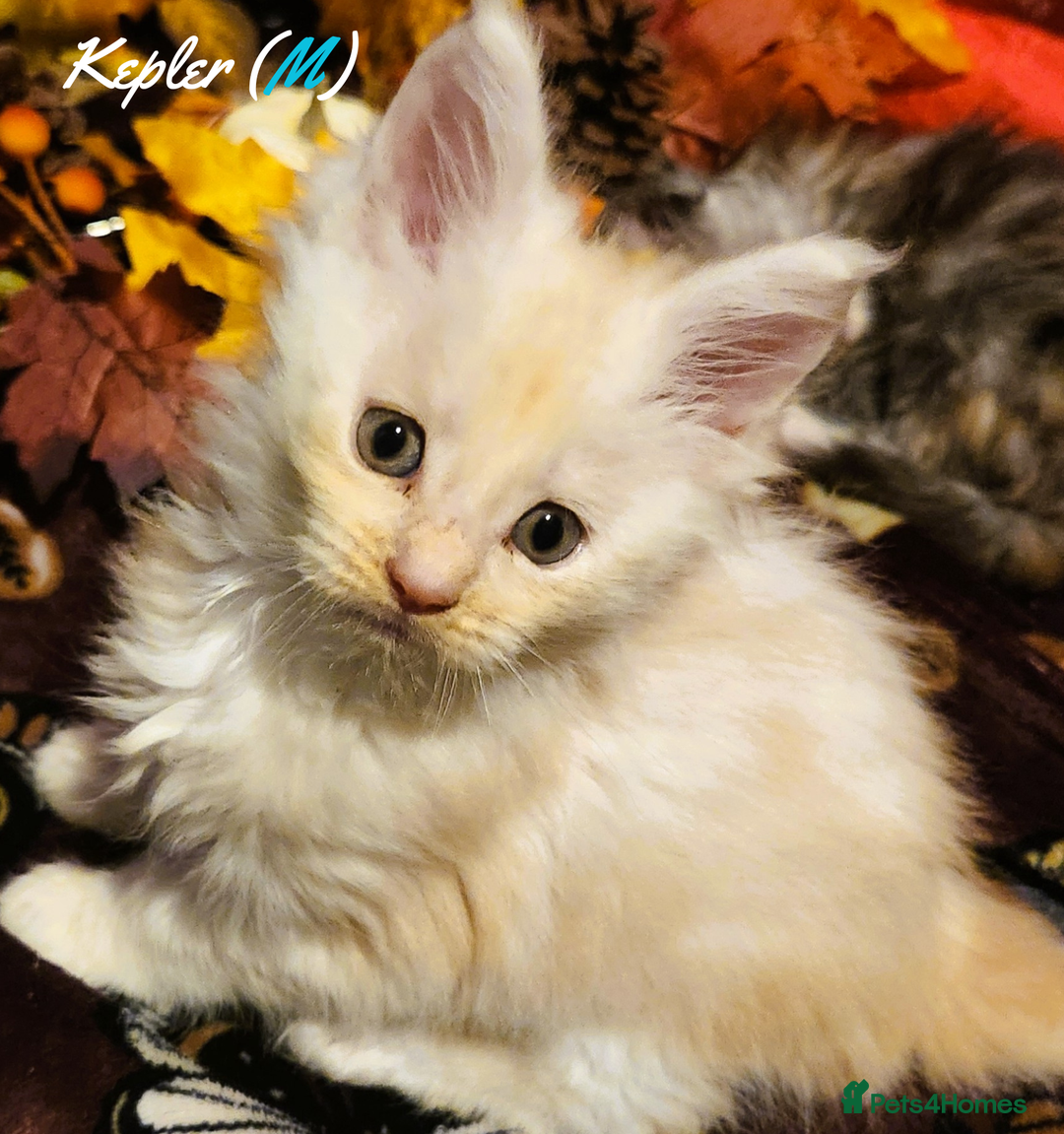 Maine Coon cats for sale: TICA Registered Kittens for Sale  - Image 16