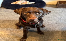 Labrador Retriever dogs for sale: Chocolate Pedigree Labrador Retriever - Image 3