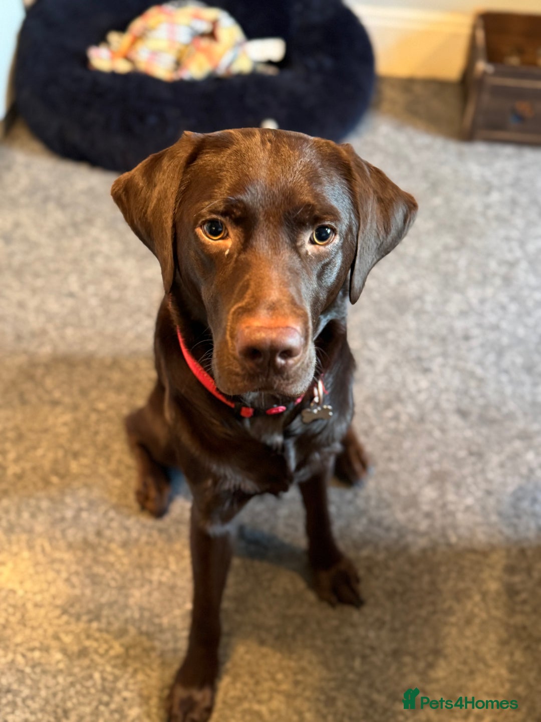 Labrador Retriever dogs for sale: Chocolate Pedigree Labrador Retriever - Image 3