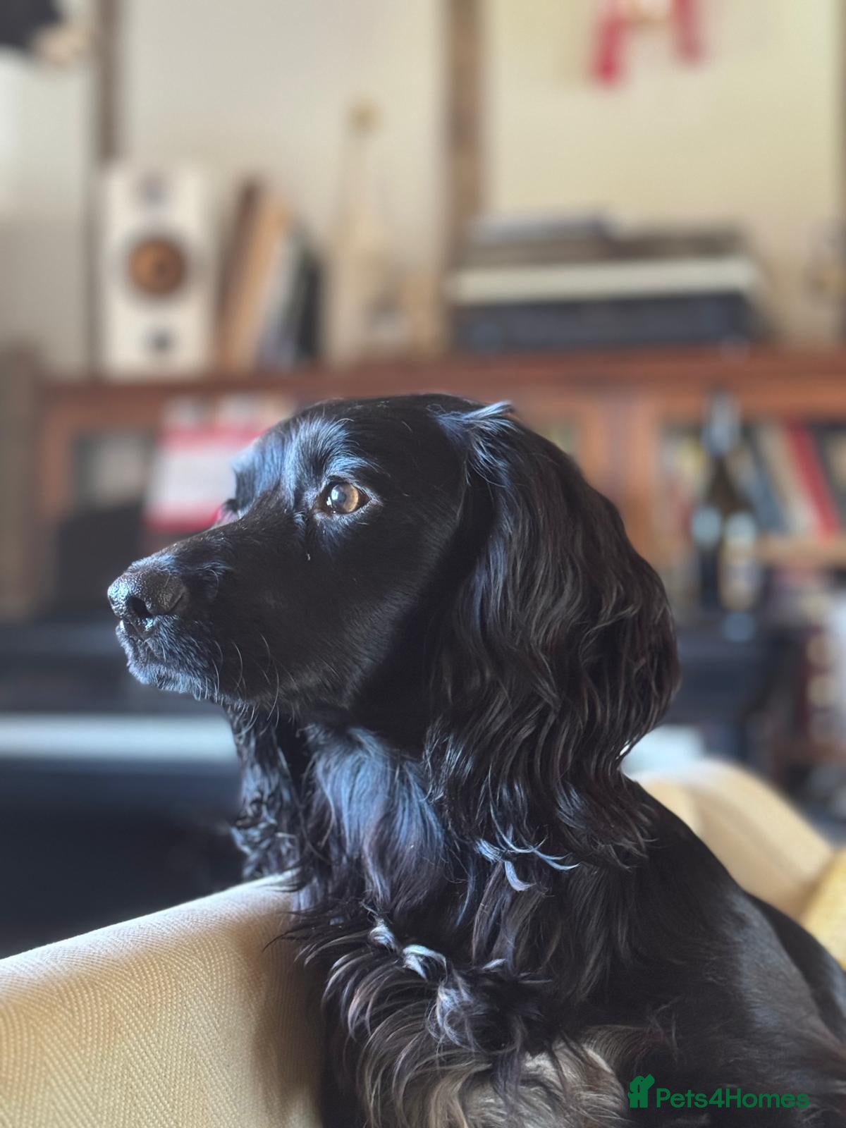 Cocker Spaniel dogs Beautiful Working Cocker Puppies - FTCh sired - Advert 1