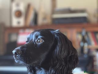 Cocker Spaniel dogs Beautiful Working Cocker Puppies - FTCh sired - Advert 1