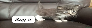 Ragdoll 3