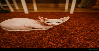Sphynx cats - Advert 4