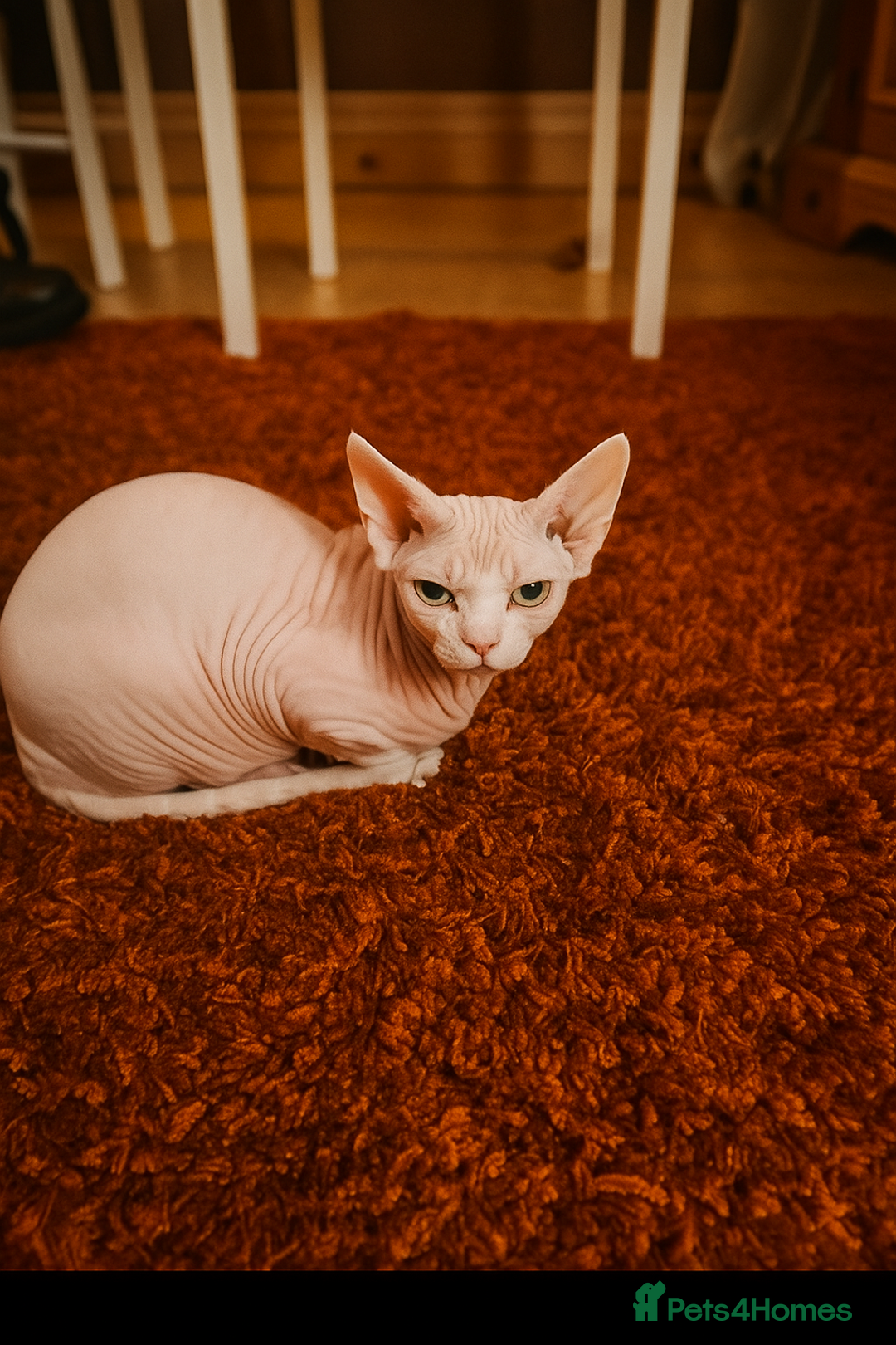 Sphynx cats for sale: Two Loving Sphynx Cats Looking for a Forever Home - Image 2