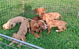 Cocker Spaniel dogs for sale: Working type cocker spaniel boys - Image 16