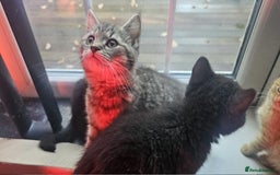 British Shorthair cats for sale: Glorious Pure BSH Kittens Ready Now! - Advert 17