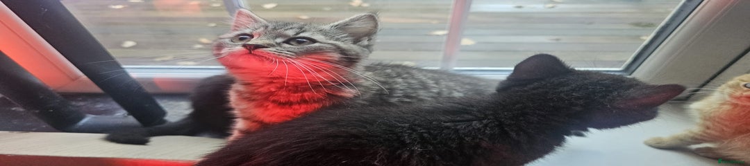 British Shorthair Kitten 5