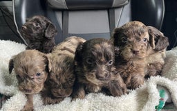 Cockapoo dogs for sale: GORGEOUS F1 MERLE COCKAPOOS HEALTH TESTED PARENTS - Image 6
