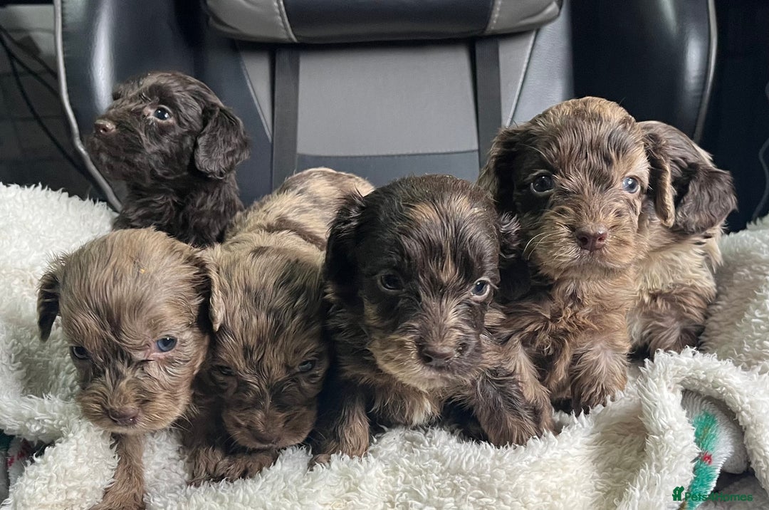 Cockapoo dogs for sale: GORGEOUS F1 MERLE COCKAPOOS HEALTH TESTED PARENTS - Image 6