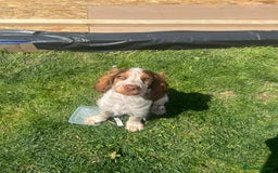 Cocker Spaniel dogs for sale: Show Cocker Spaniel  - Image 3