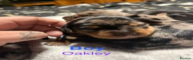 Boy oakley