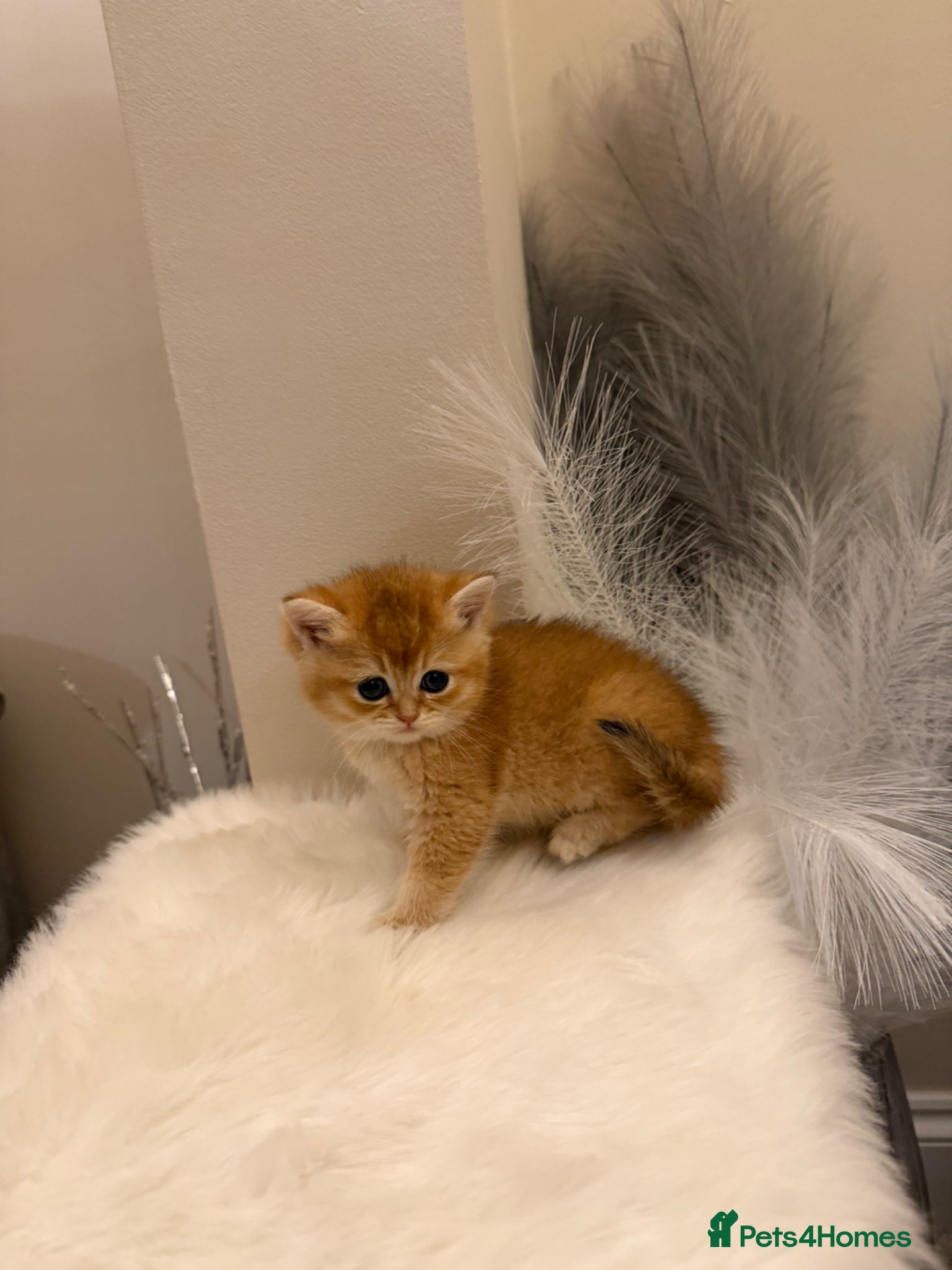 British Shorthair cats Golden & Silver BSH. 100% Pure pedigree Registered - Advert 2
