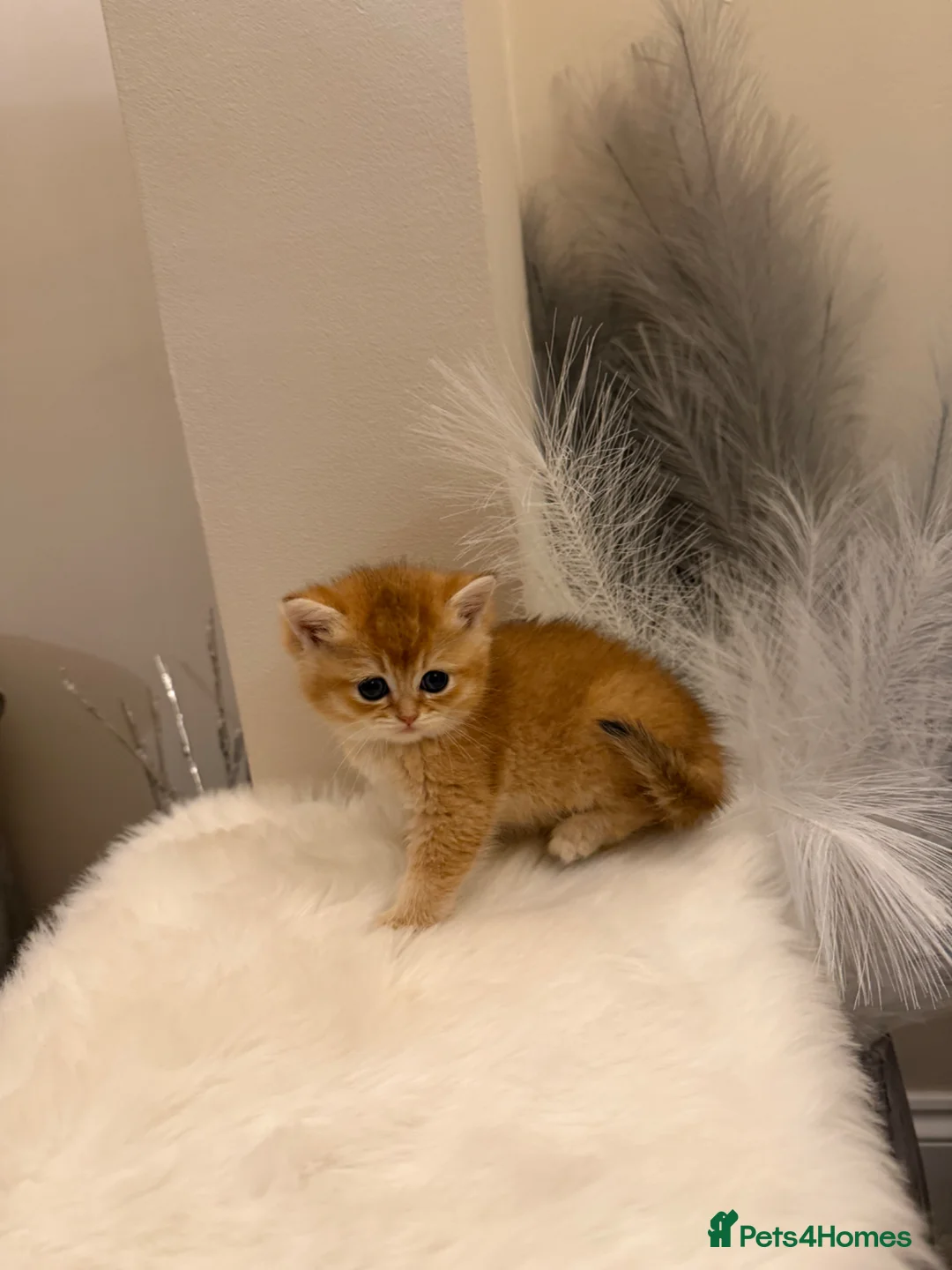 British Shorthair cats for sale: Golden & Silver BSH. 100% Pure pedigree Registered - Advert 1