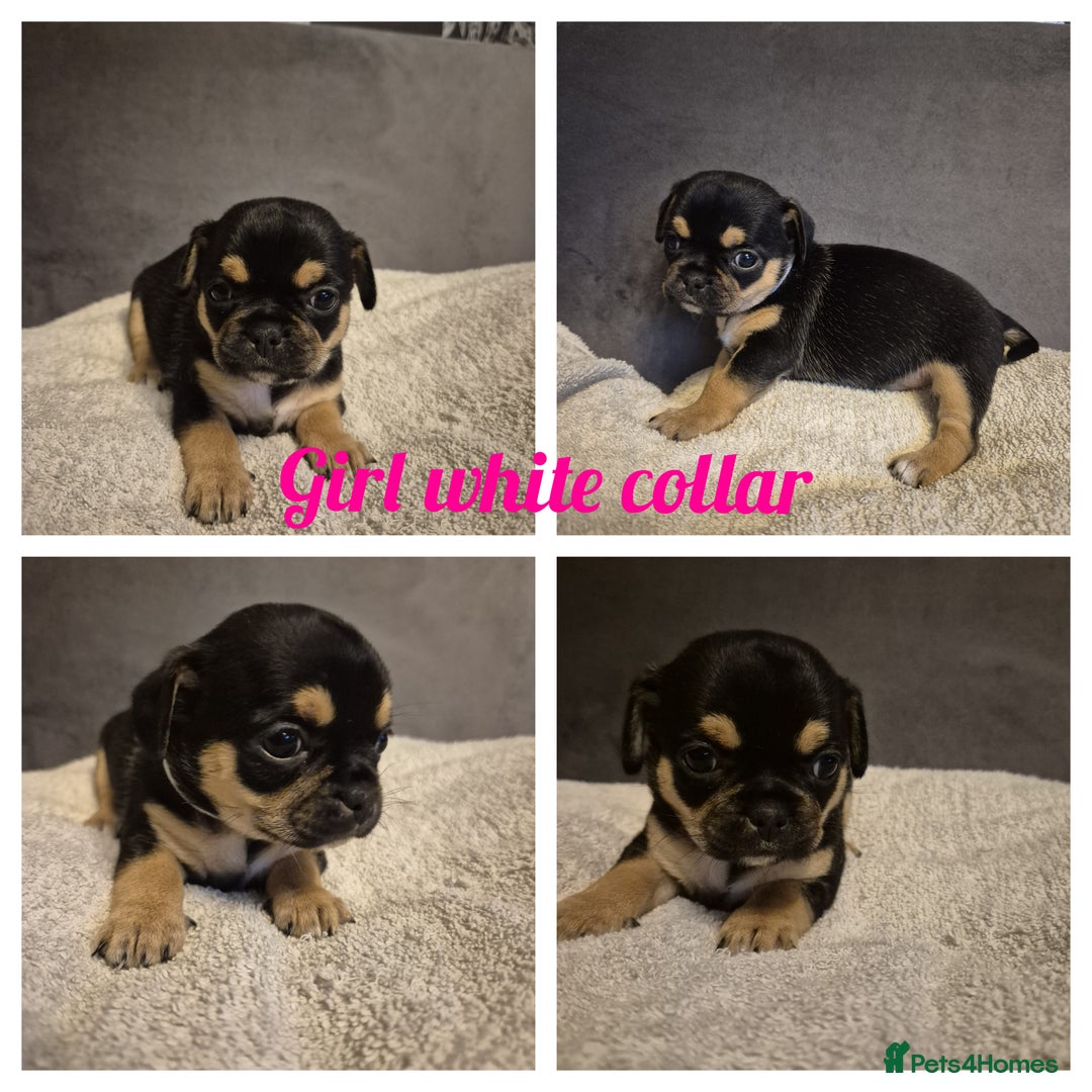 Chug dogs for sale: Chug puppies  - Image 2
