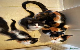 British Shorthair cats for sale: Lovely Kittens - Image 6