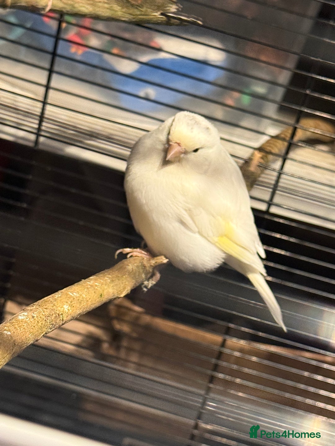 Canaries birds for sale: Male & female cannery for sale  - Image 10