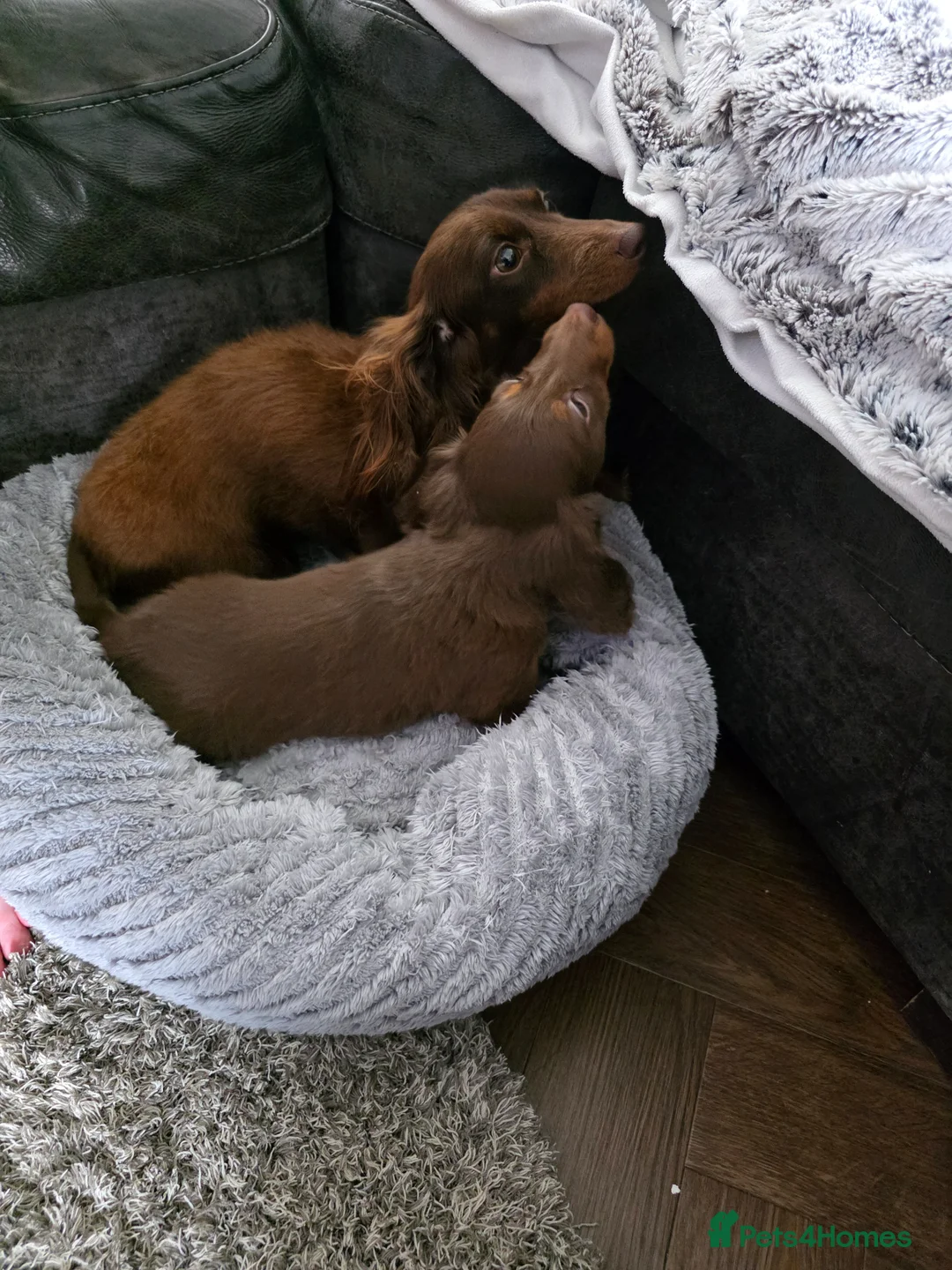 Miniature Dachshund dogs for sale: long haired miniature dachshund  READY TO LEAVE - Advert 2