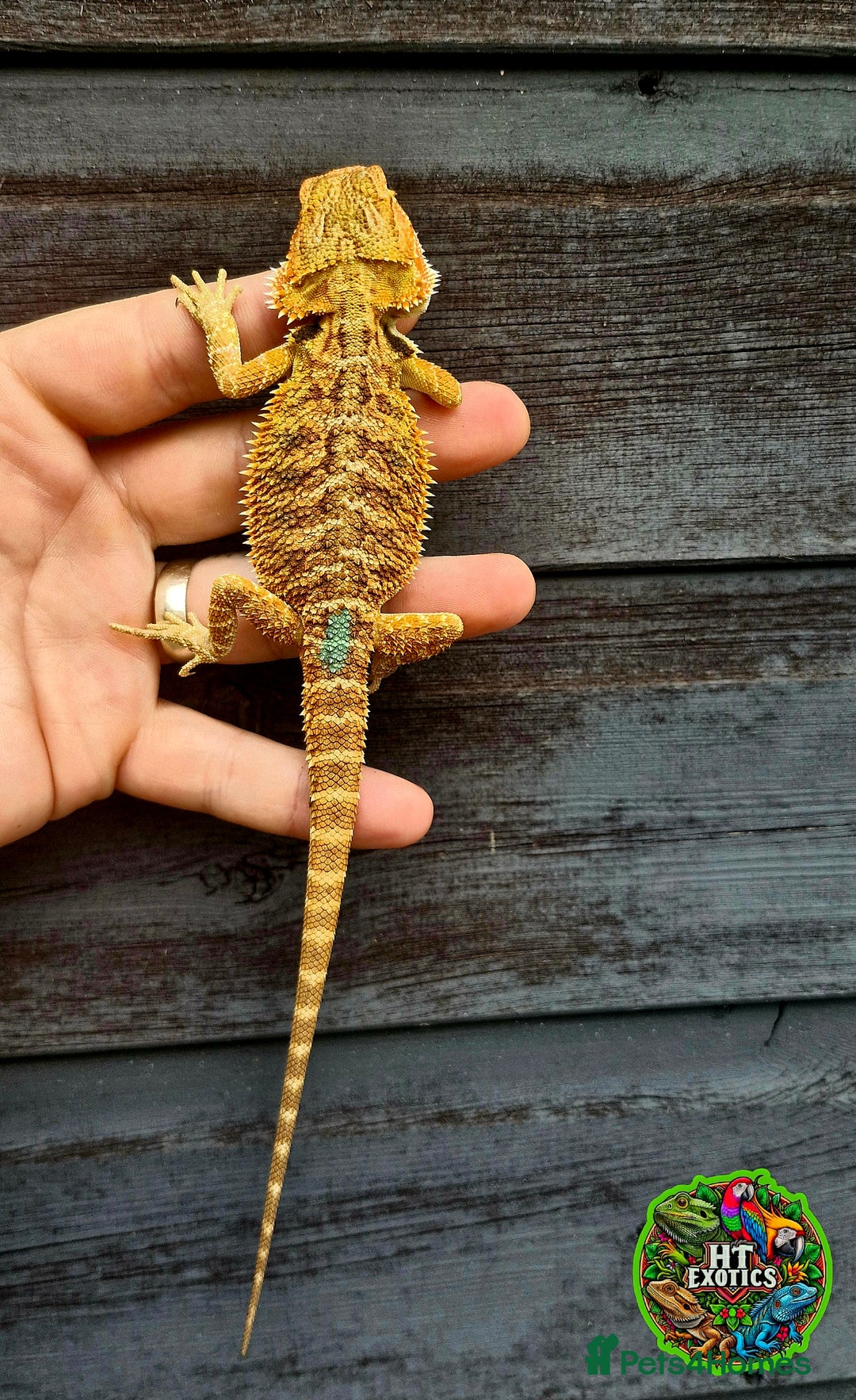 Bearded Dragon reptiles for sale: Bearded dragons for sale (Price reduced) - Image 14