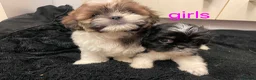 Lhasa Apso dogs for sale: Lhasa apso puppies in Abergele - Advert 5