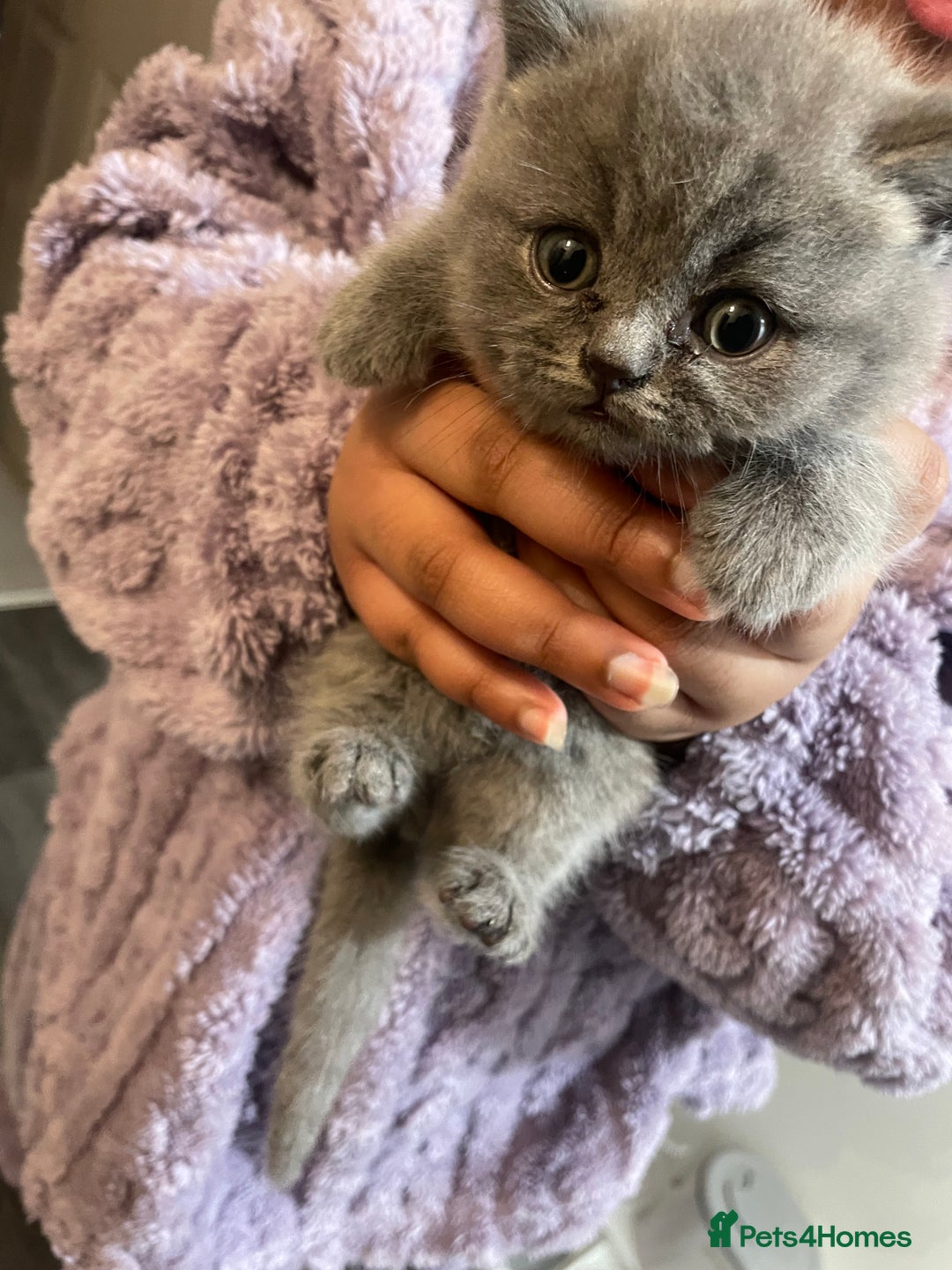 British Shorthair cats for sale:  Pedigree British shorthair kitten - Advert 21