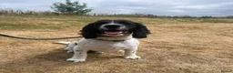 English Springer Spaniel dogs for sale: SNOOPY looking for his forwever in Neston - Advert 2