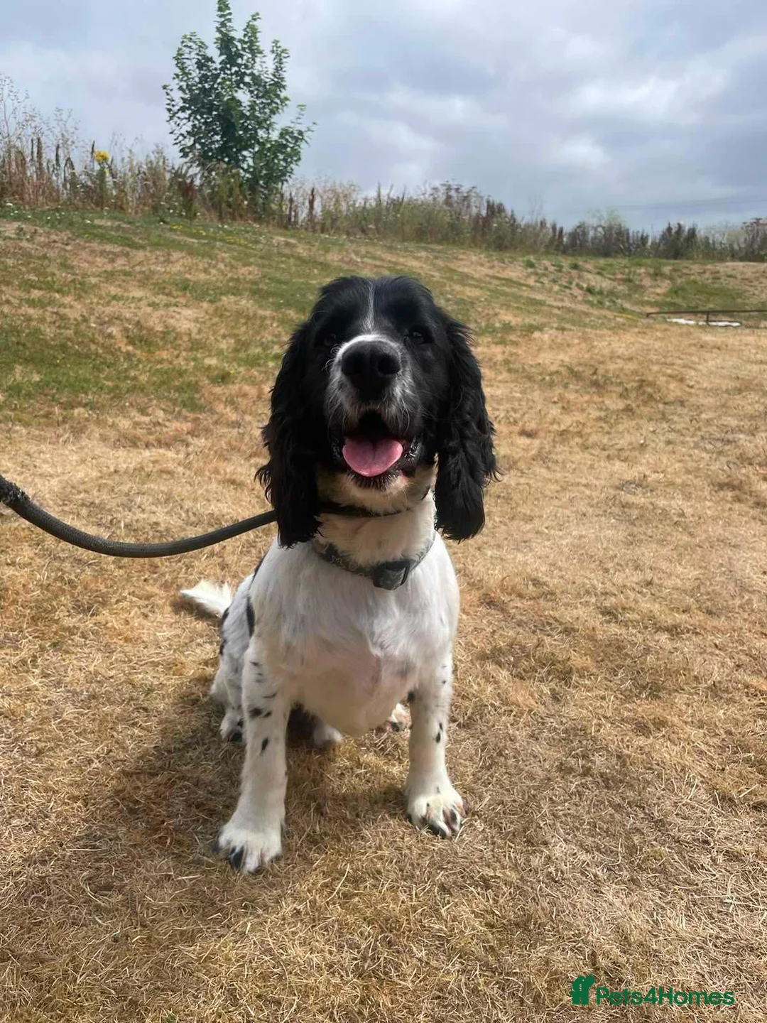 English Springer Spaniel dogs for sale: SNOOPY looking for his forwever in Neston - Advert 2