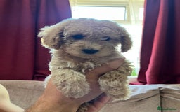 Maltipoo dogs for sale: Maltipoo Puppies - Image 7