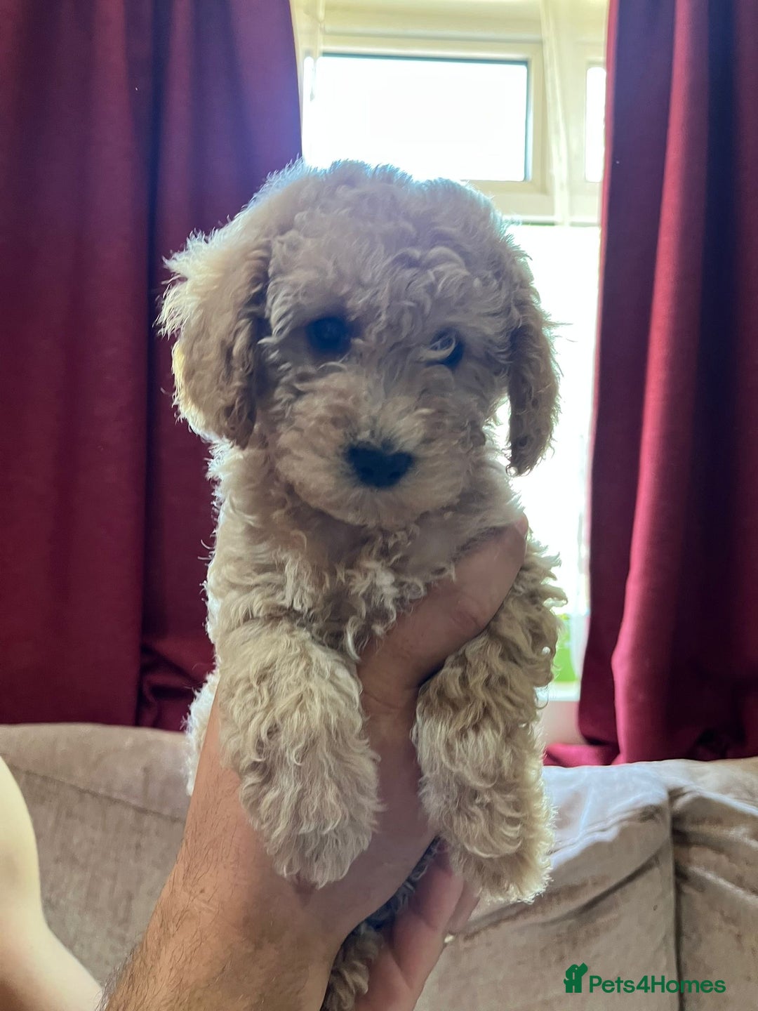Maltipoo dogs for sale: Maltipoo Puppies - Image 7