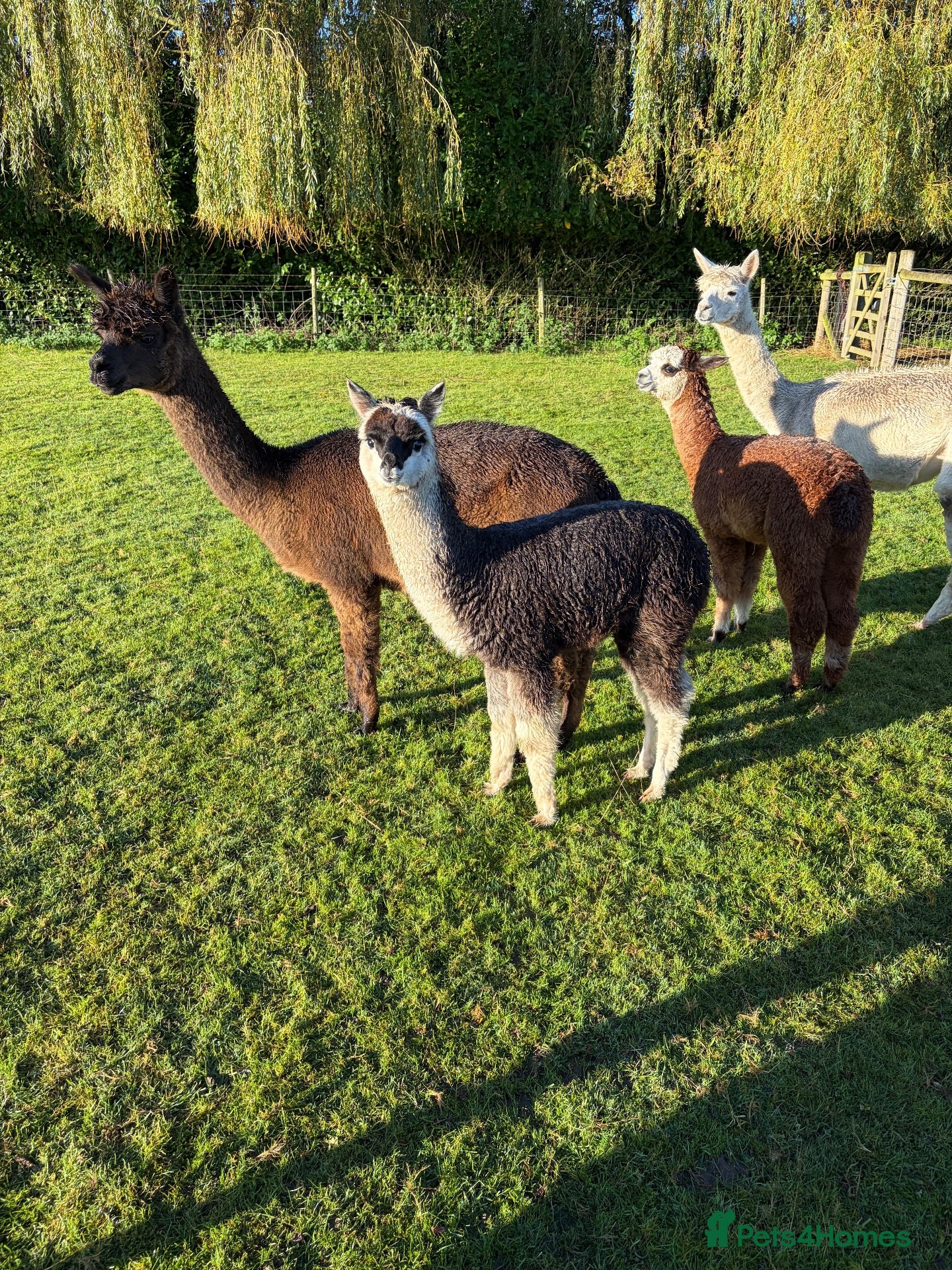 Alpaca livestock Beautiful Baby Alpacas For Sale! - Advert 1