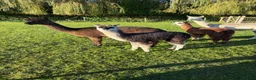 Alpaca livestock for sale: Beautiful BAS Registered Baby Alpacas For Sale! - Advert 1