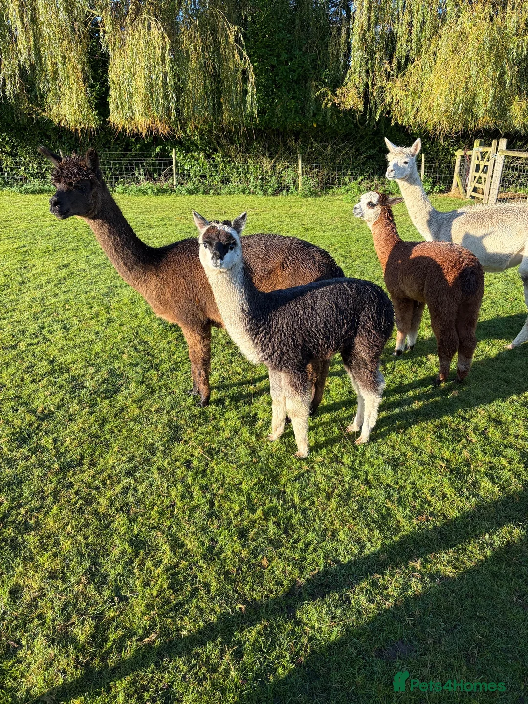 Alpaca livestock for sale: Beautiful BAS Registered Baby Alpacas For Sale! - Advert 1