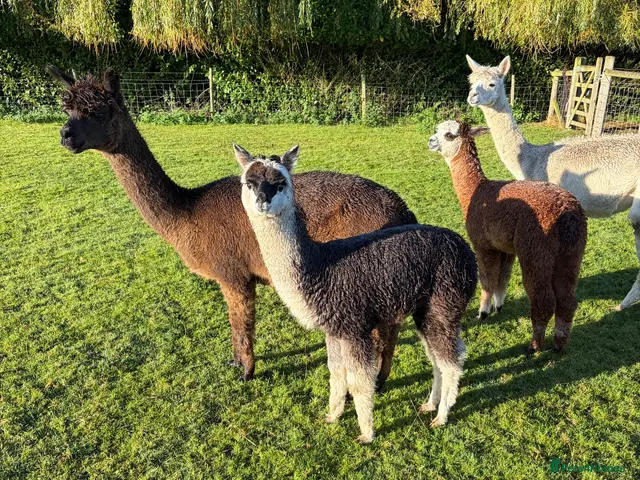Alpaca livestock Beautiful BAS Registered Baby Alpacas For Sale! - Advert 1