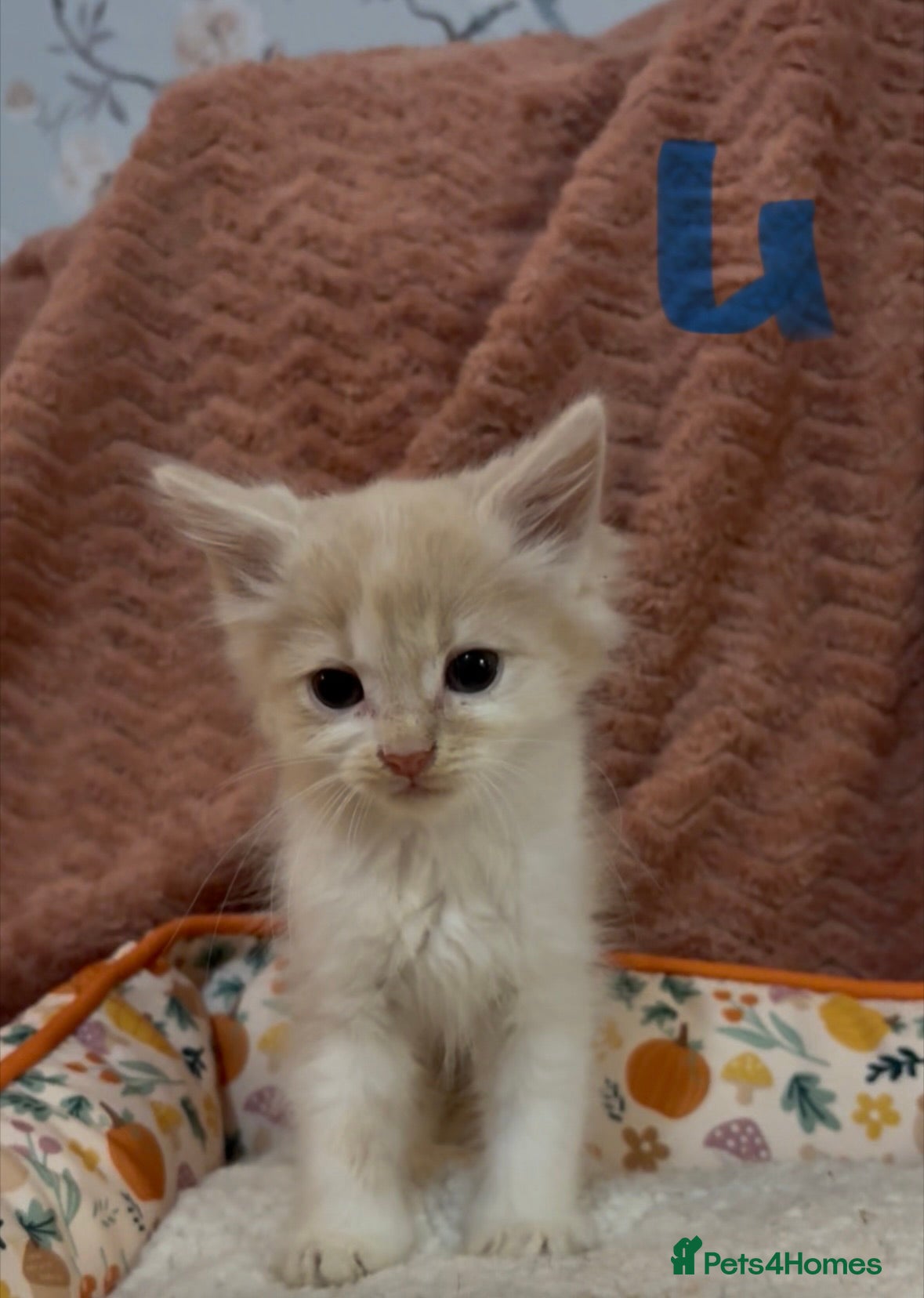 Mixed Breed cats for sale: 8 beautiful kittens ready for loving homes  - Advert 15