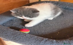 British Shorthair cats for sale: LAST 4 TICA CHAMPION BLOOD LINES BSH KITTENS - Image 4