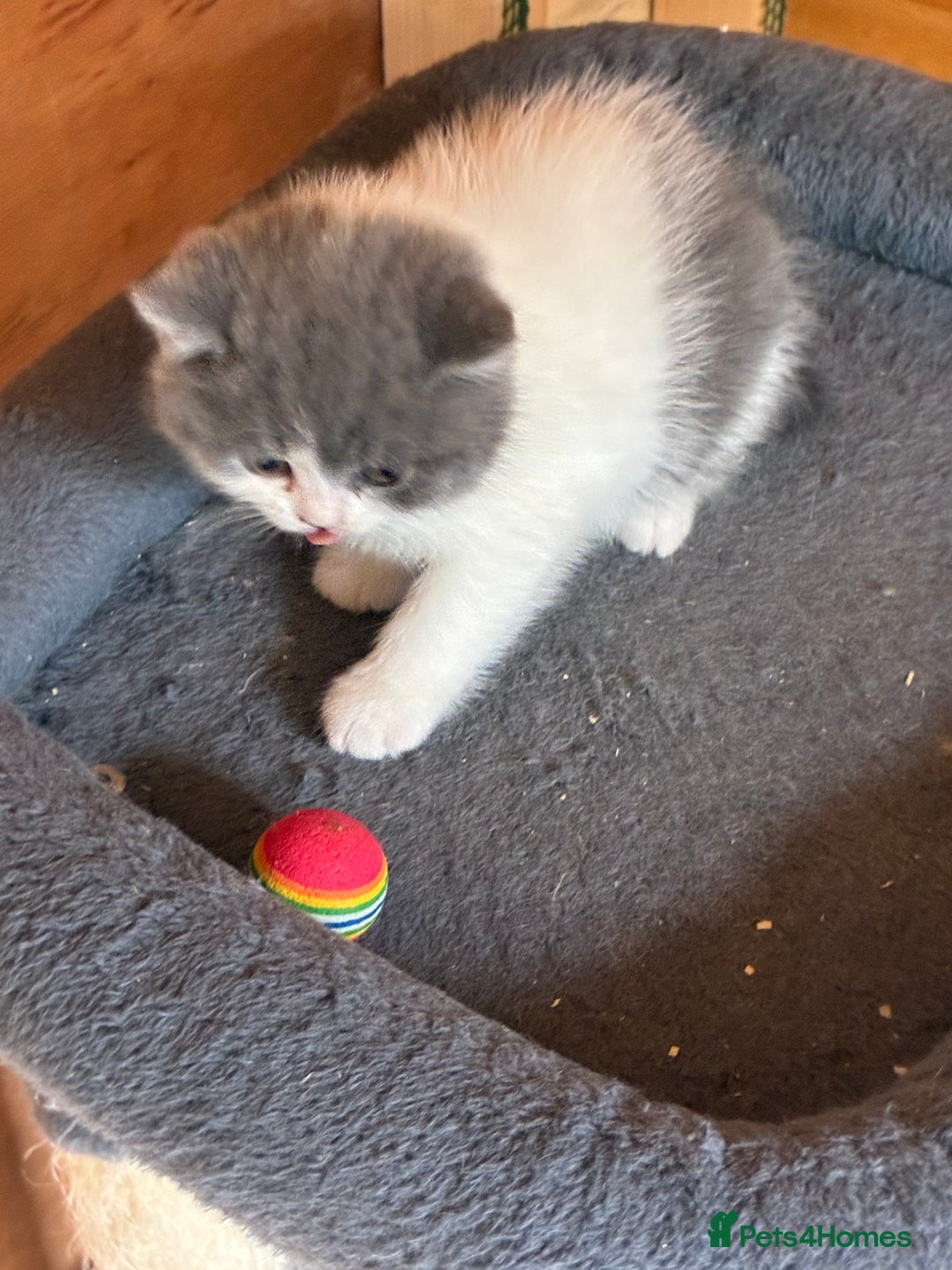 British Shorthair cats for sale: LAST 4 TICA CHAMPION BLOOD LINES BSH KITTENS - Image 4