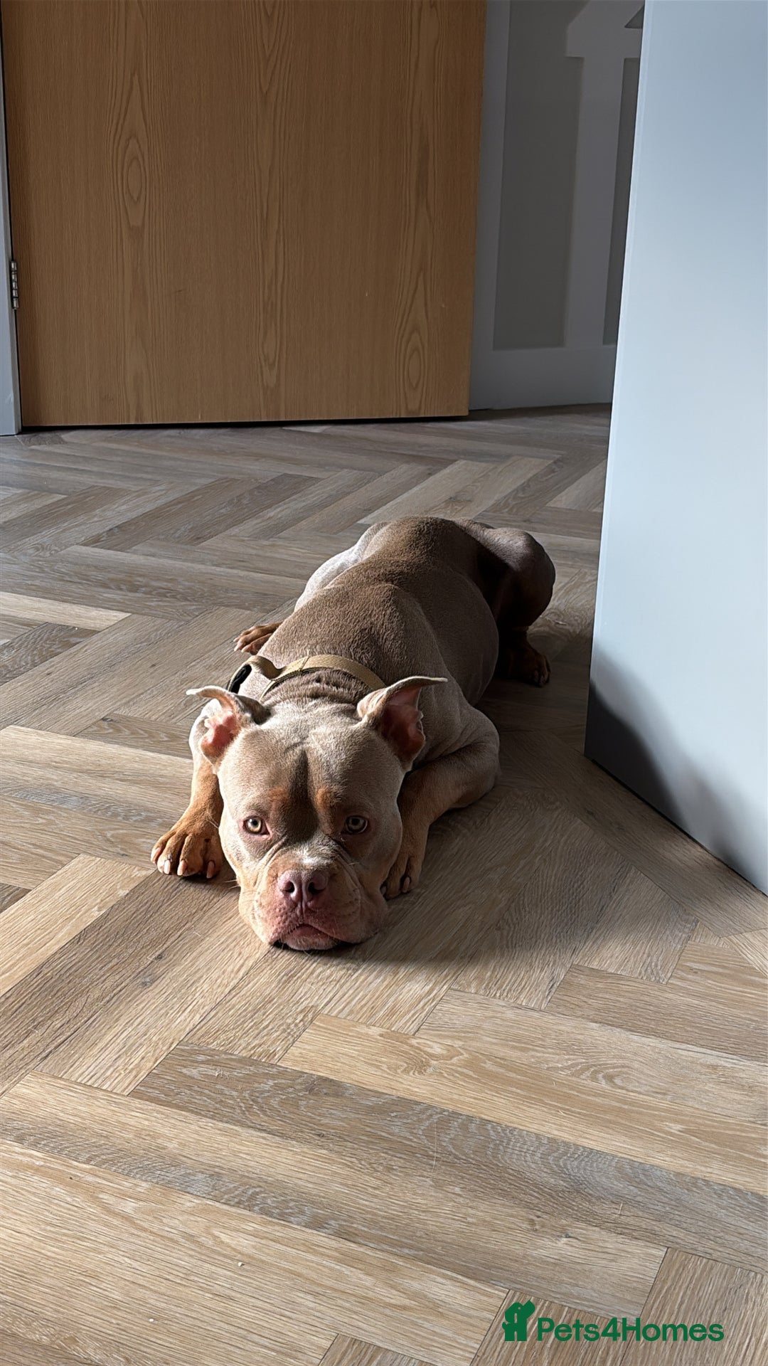American Bully dogs for sale: Lilac tri Male Pocket bully for rehome - Image 1
