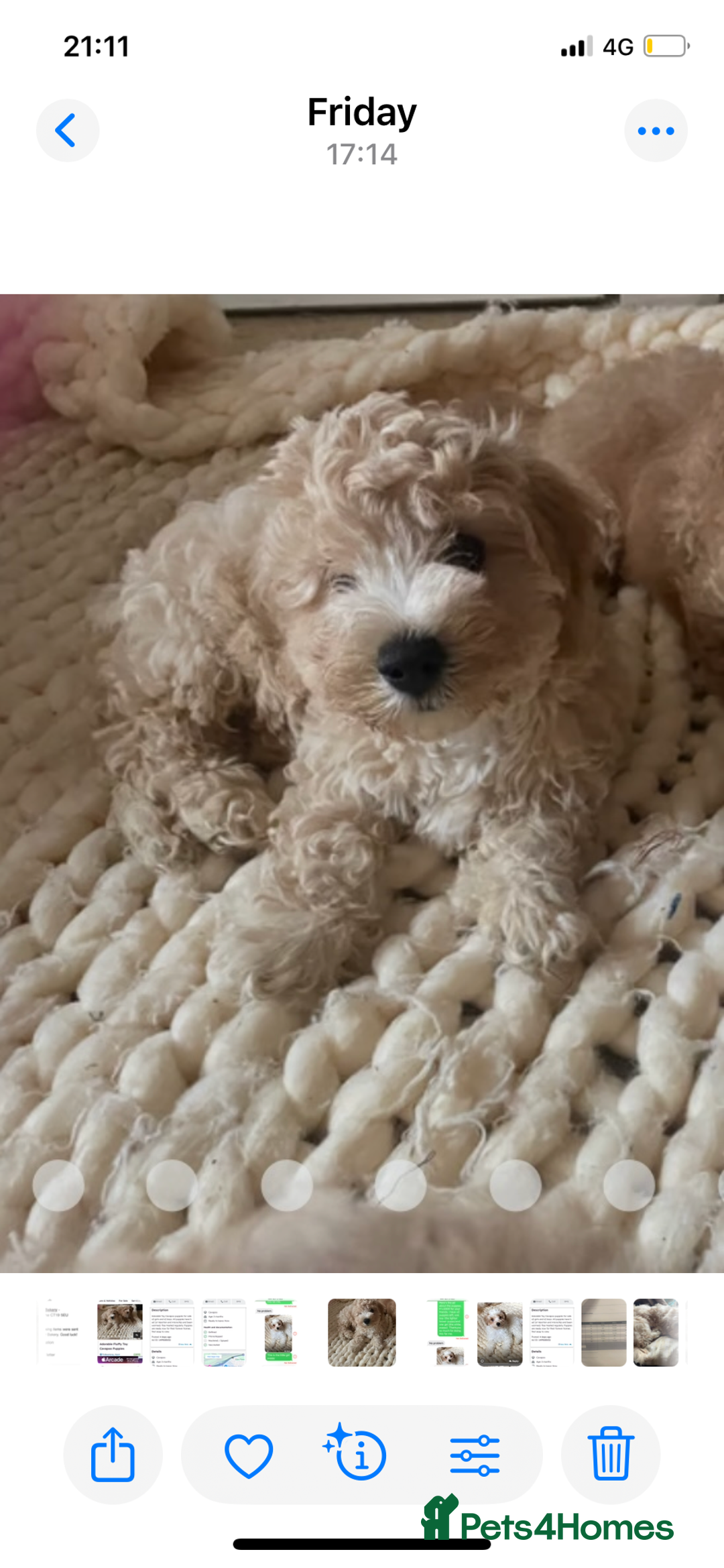 Cavapoo dogs for sale: Toy Cavapoo Puppies - Image 2