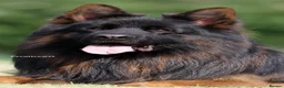 German Shepherd dogs for sale: Top Quality German shepherd Long Hair Puppies 🐾🥰 - Advert 7