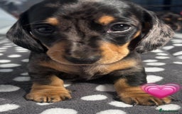 Dachshund dogs for sale: Miniature dachshunds puppies - Image 7