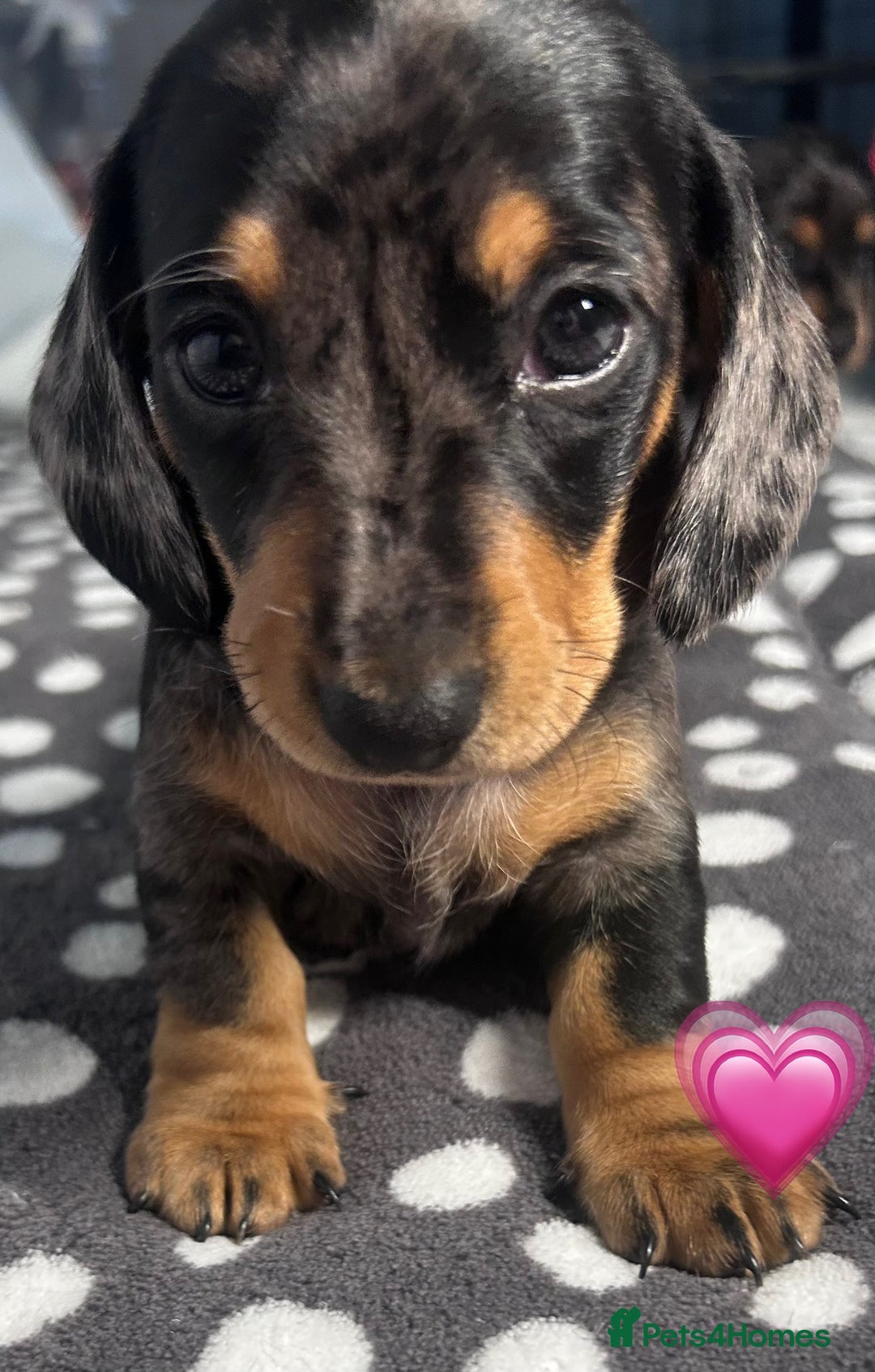 Dachshund dogs for sale: Miniature dachshunds puppies - Image 7