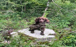 Cocker Spaniel dogs for stud: Working Cocker Spaniel for stud  - Image 5
