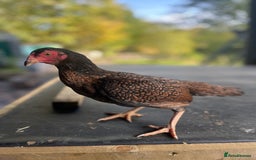 Chickens poultry for sale: Bantam Aseel  - Image 2