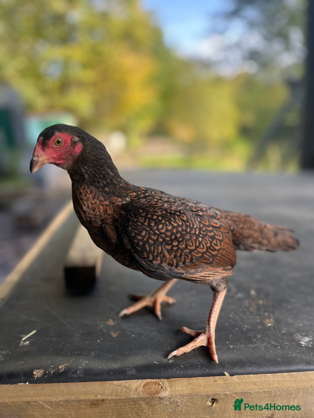 Chickens poultry for sale: Bantam Aseel  - Image 2