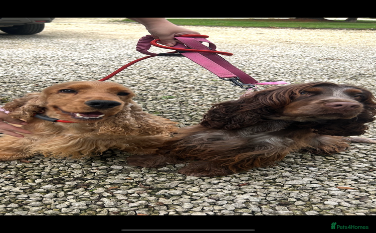 Cocker Spaniel dogs Stunning litter of show cocker spaniels  - Advert 16