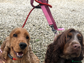 Cocker Spaniel dogs Stunning litter of show cocker spaniels - Advert 4